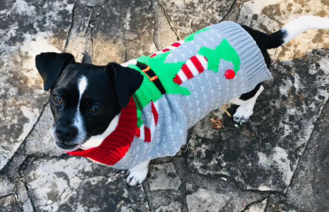 Christmas Santa's Helper pajamas and Christmas sweater for dogs