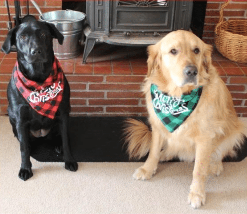 Merry Christmas red and green bandana for dogs
