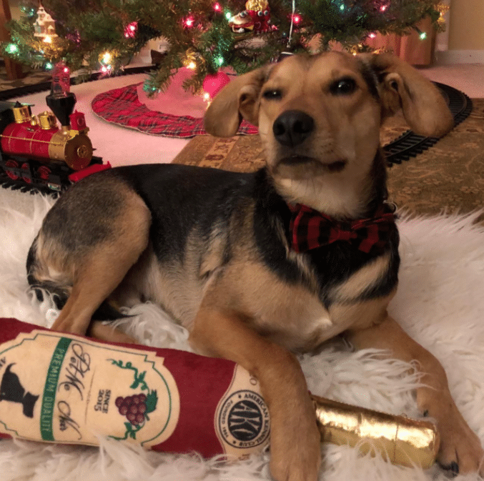 Christmas bow tie for dogs