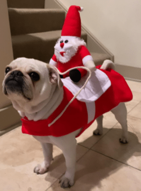 Santa Christmas costume and outfit on a dog pug