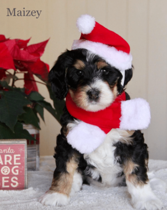 dog Christmas Santa hat for Christmas outfit with Santa hat and Santa red scarf for dogs