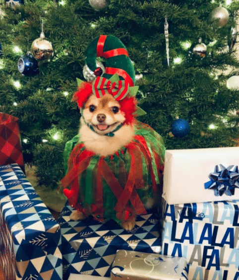 dog Christmas costume with Santa's Helper costume with headband and Christmas dog collar