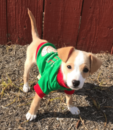 small dog Christmas elf outfit and elf costume