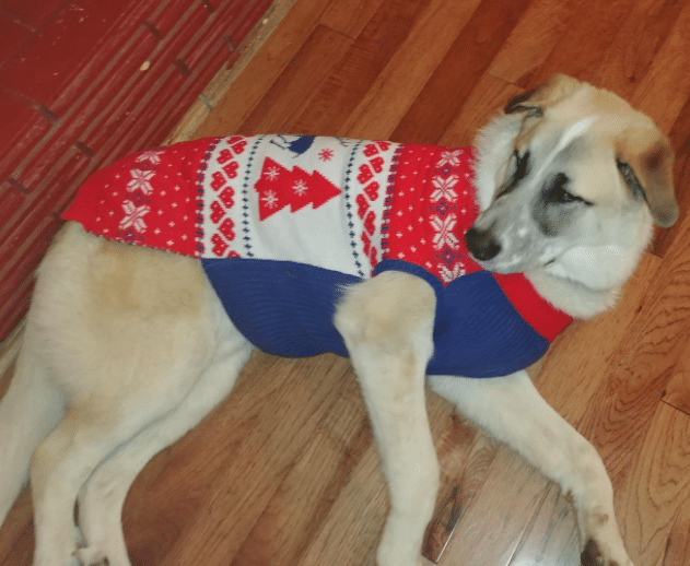 Holiday Christmas Sweater for Dogs