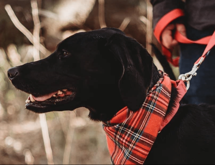 Red Plaid Christmas Scarf for Dogs