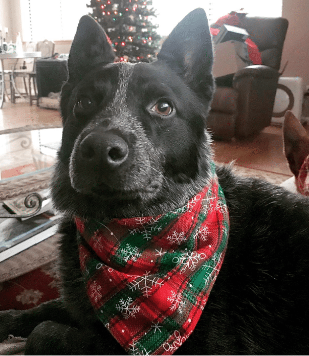 Red Plaid Snowflake Holiday Scarf for Dogs