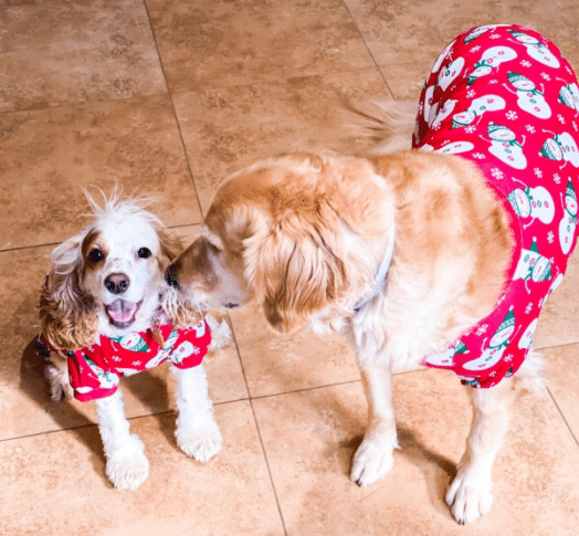 Snowmen Christmas Pajamas on Two Dogs