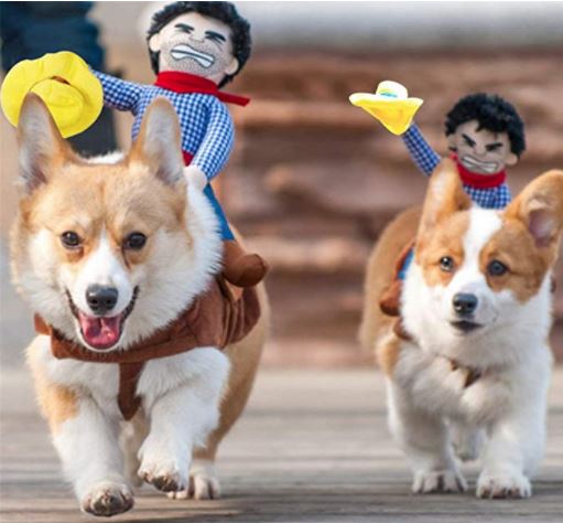 Cowboy riding dog funniest dog costume for large dogs, small dogs, and corgis