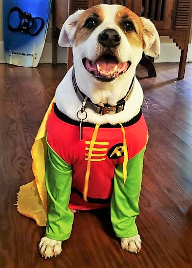DC Comics Robin dog costume for larger dogs
