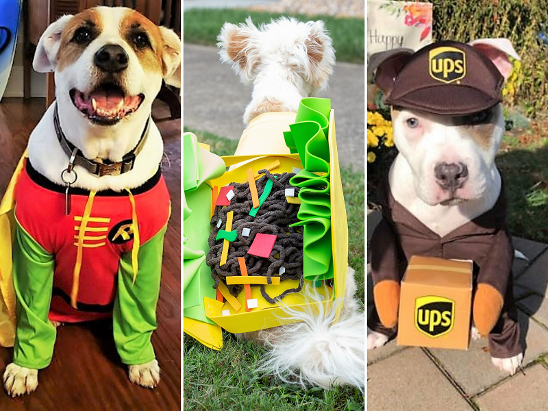 the funniest and best dog costumes with Robin, a taco, and a UPS driver