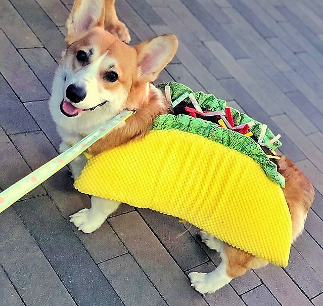 best dog costume for Corgis taco dog costume
