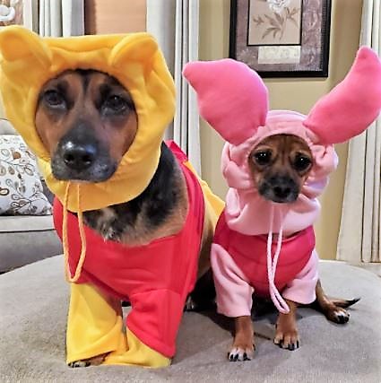 costumes for two dogs with Disney Pooh and Piglet