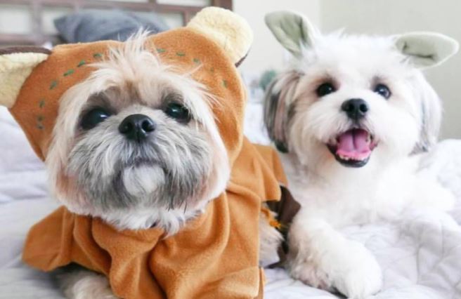 cute Ewok costume on Shih Tzus