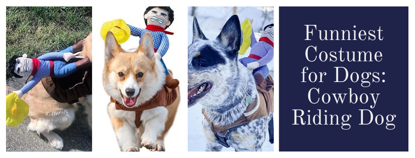 funniest costume for dogs with cowboy riding dog and best costume for corgis