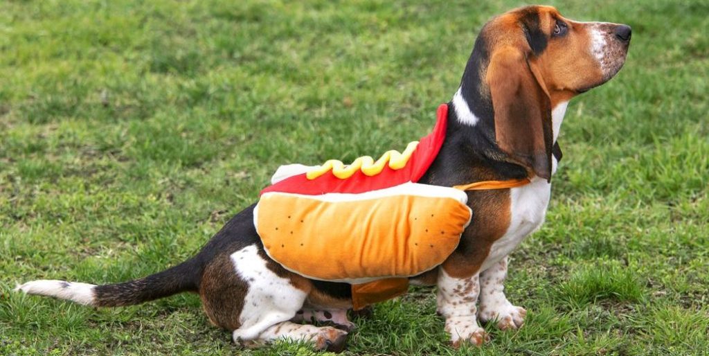 funny hot dog costume for dogs and best dog costume for beagles
