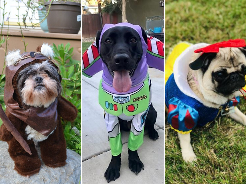 the best Disney dog costumes