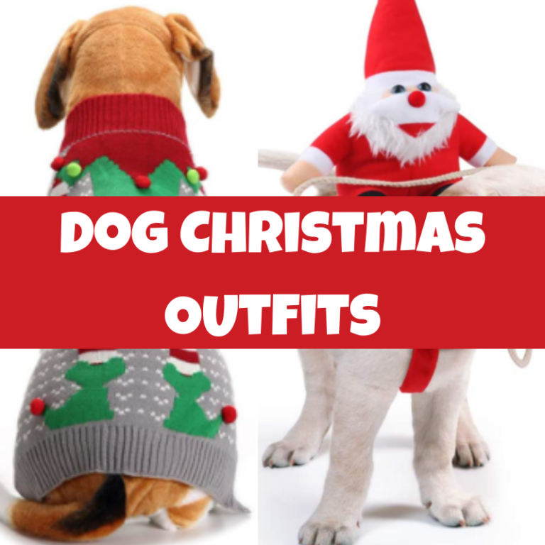 10 Cutest Christmas Outfits for Dogs Very Easy Makeup