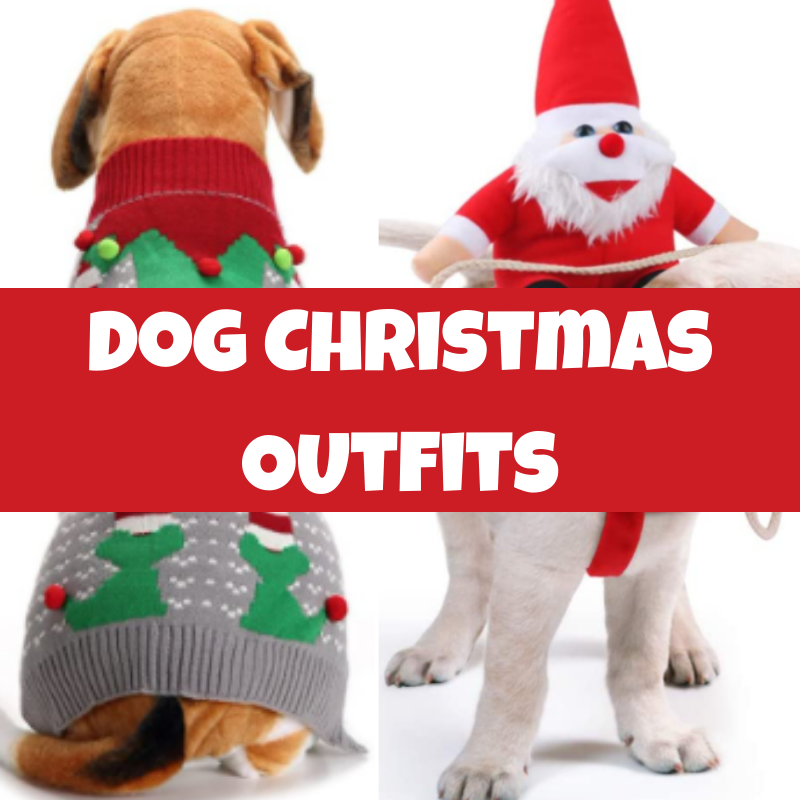 best dog Christmas outfits