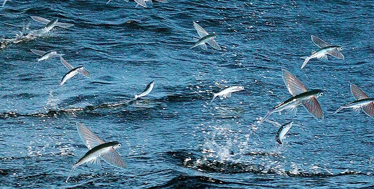 Barbados Flying Fish