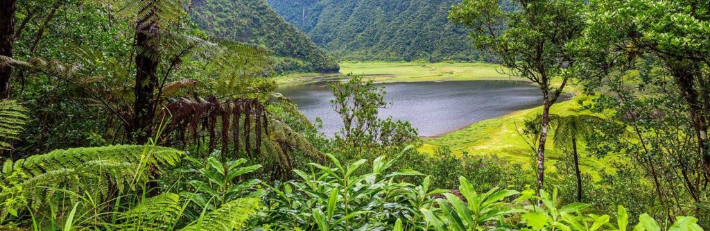West Grenada Mountain Rain Forest